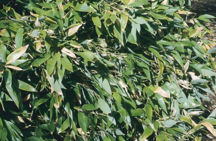 ruscus-leaved bamboo