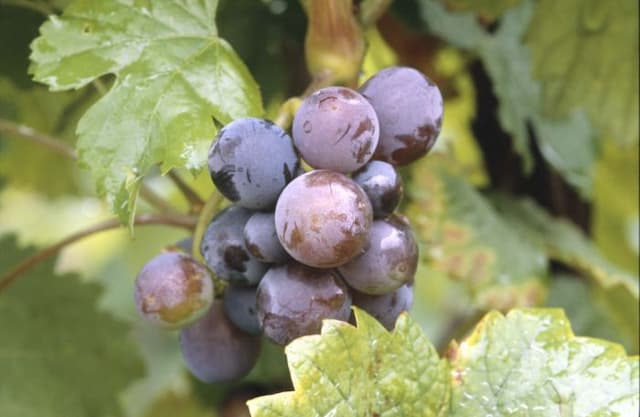 Grape 'Noir HÂtif de Marseille'