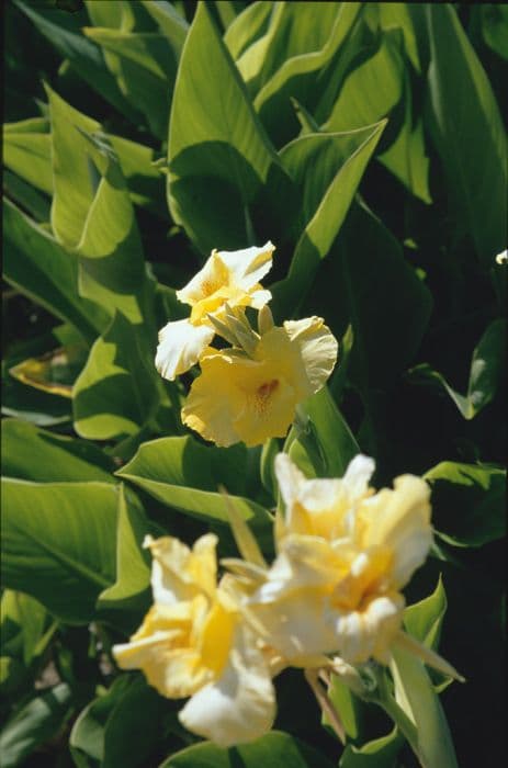 canna 'Richard Wallace'