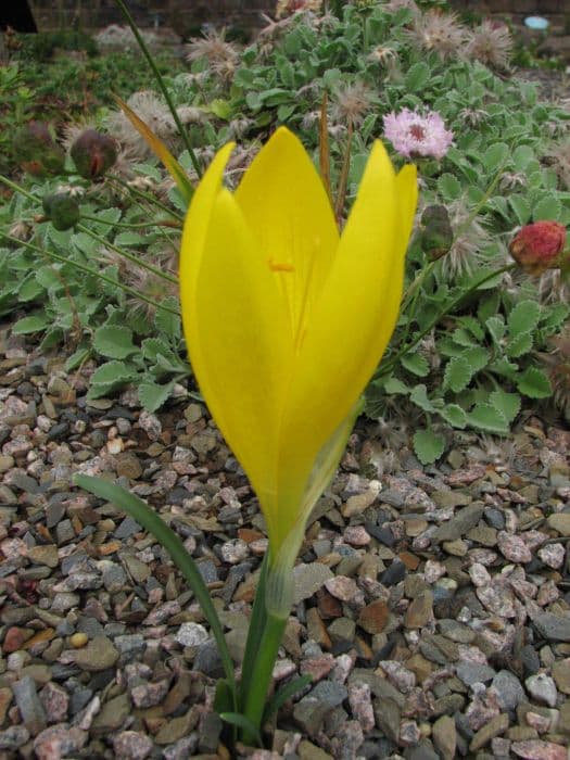 winter daffodil 'Arcadian Sun'