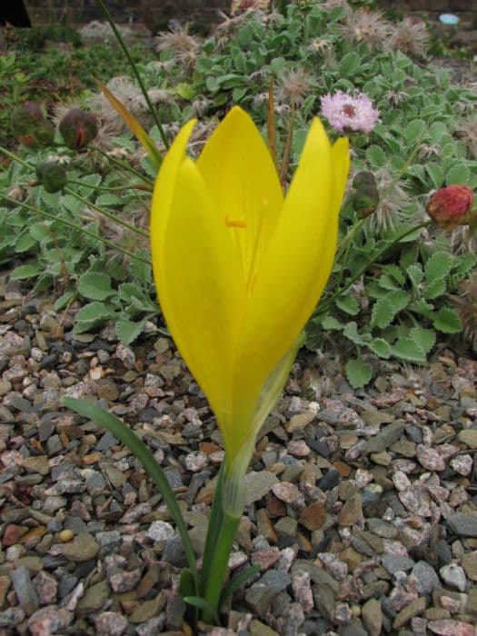 Winter daffodil 'Arcadian Sun'