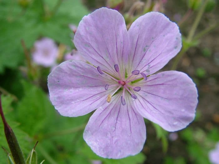 wood cranesbill 'Coquetdale Lilac'