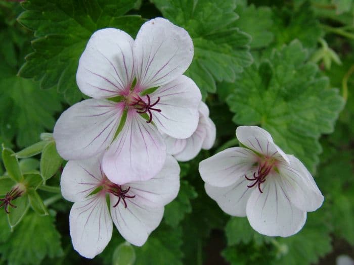 cranesbill 'Coombland White'