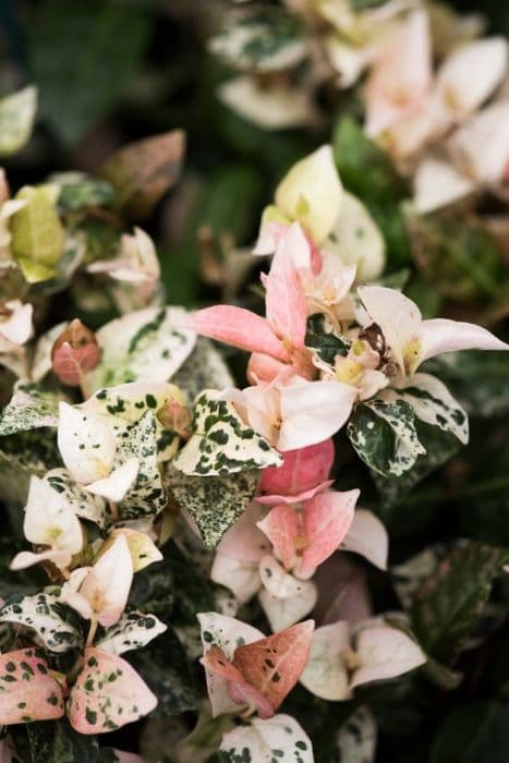 star jasmine 'Tricolor'