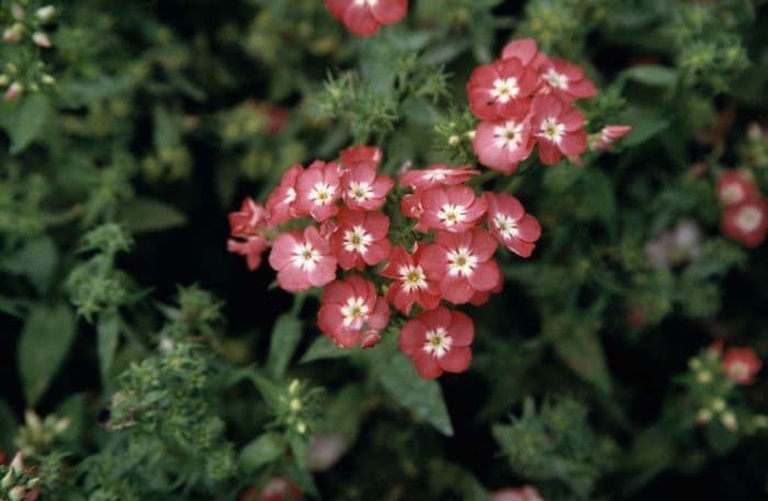 annual phlox Buttons Series