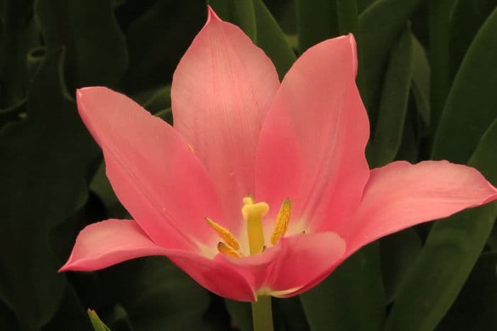 tulip 'China Pink'