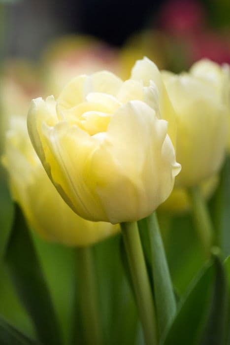 tulip 'Verona'