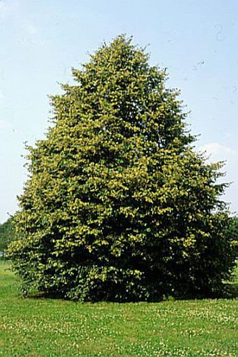 small-leaved lime 'Greenspire'