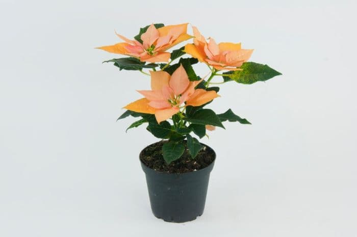 poinsettia 'Autumn Leaves'