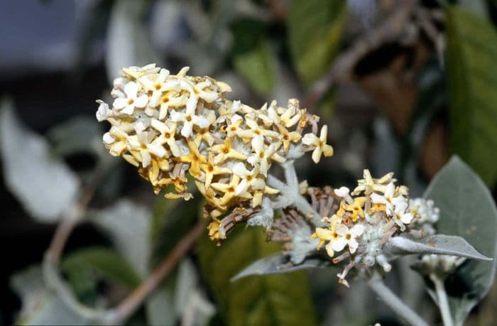 Madagascar butterfly bush