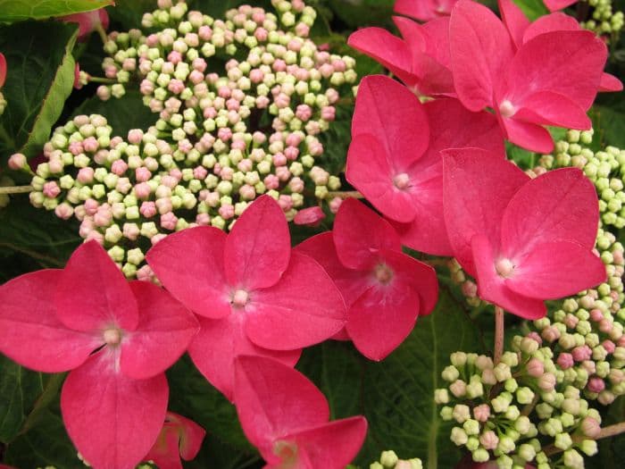 hydrangea 'Lady in Red'