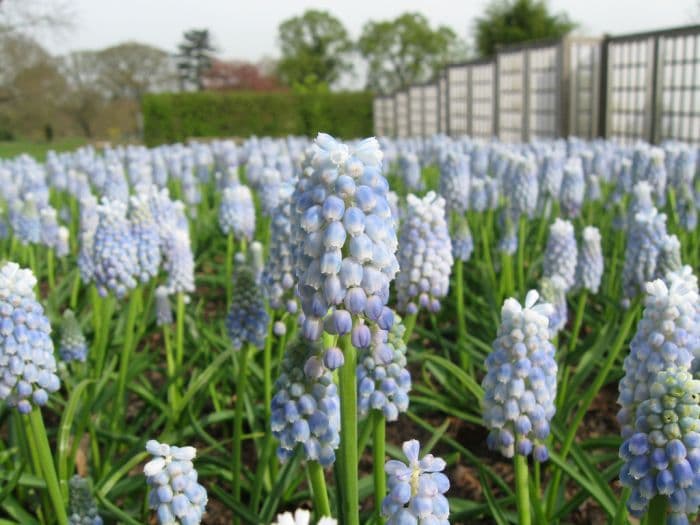 grape hyacinth 'Peppermint'