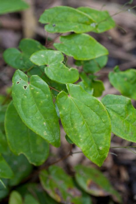 barrenwort 'Akame'