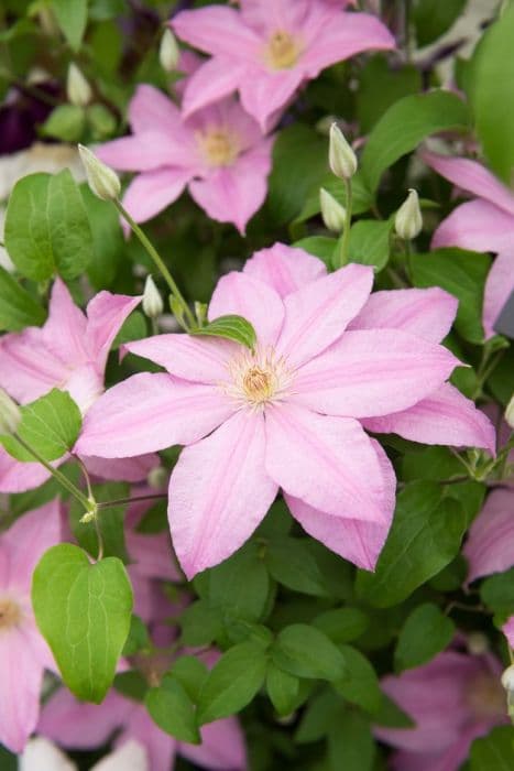 Clematis [Sally]