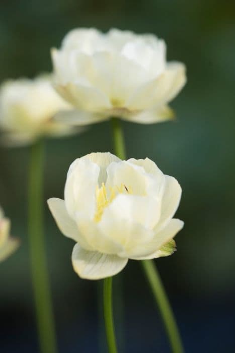 globeflower 'Alabaster'