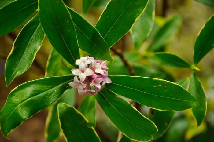 gold-edged winter daphne