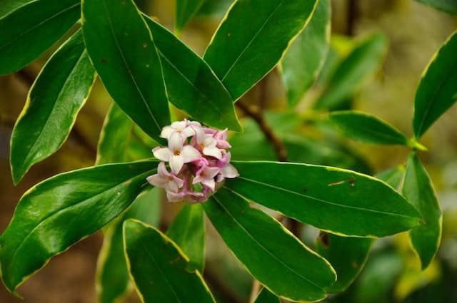 Gold-edged winter daphne