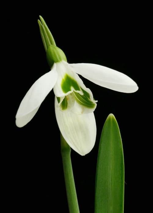 Galanthus 'Valentine'