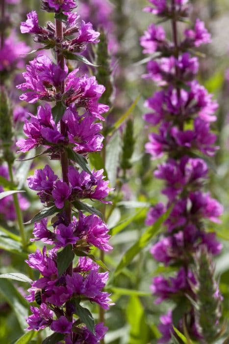 purple loosestrife 'Feuerkerze'