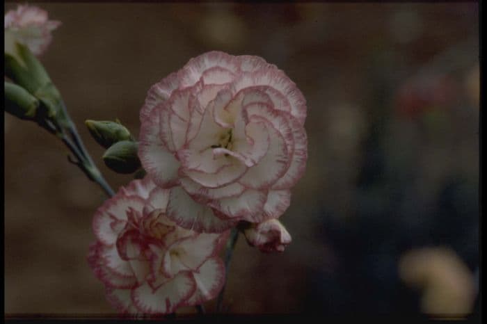 border carnation 'Natalie Saunders'