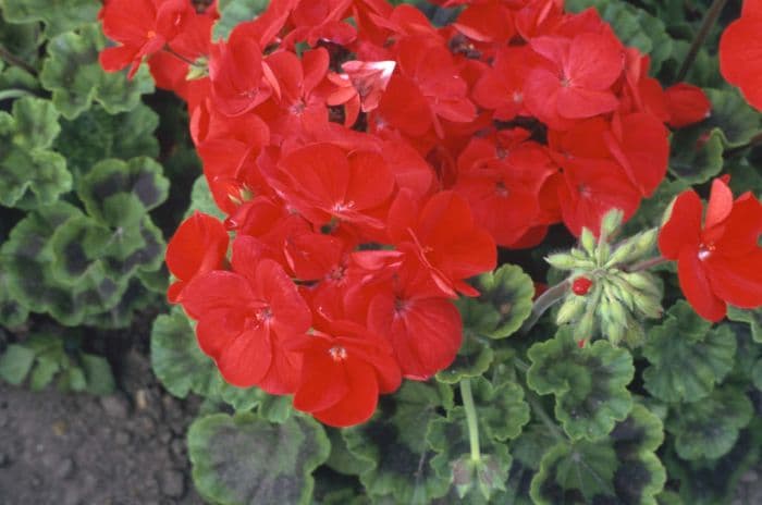 pelargonium 'Maverick Scarlet'