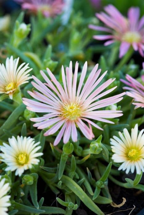 ice plant 'Beaufort West'