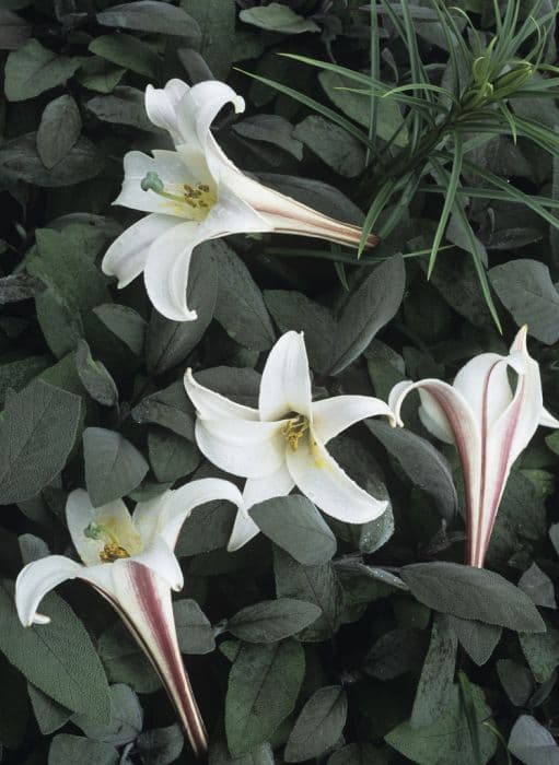 Dwarf Formosa lily
