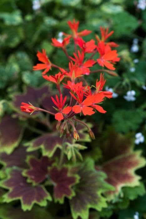 pelargonium 'Vancouver Centennial'