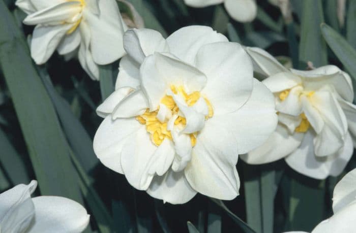 daffodil 'Chukar'