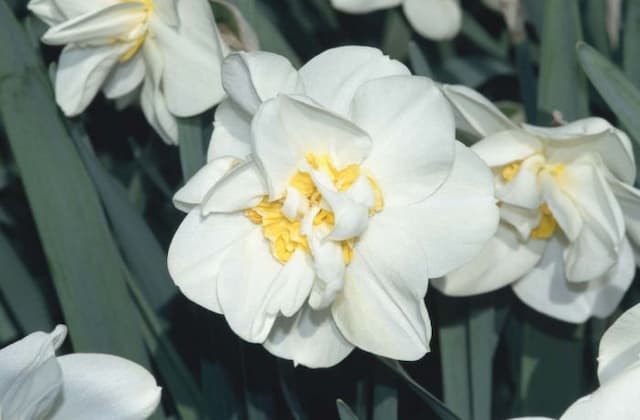 Daffodil 'Chukar'