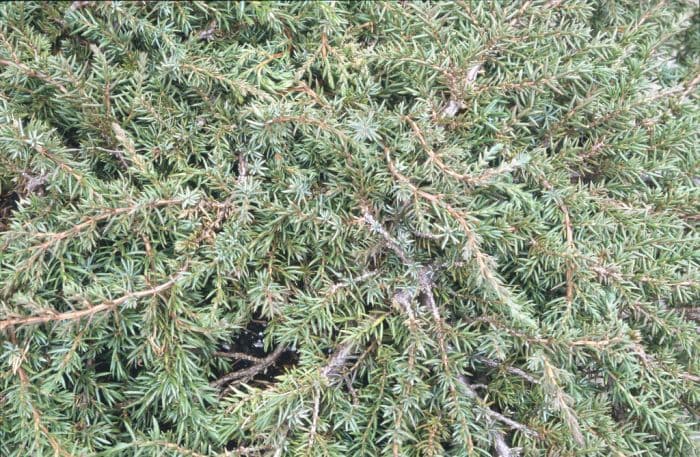 juniper 'Green Carpet'