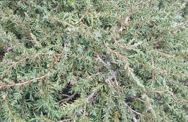 Juniper 'Green Carpet'