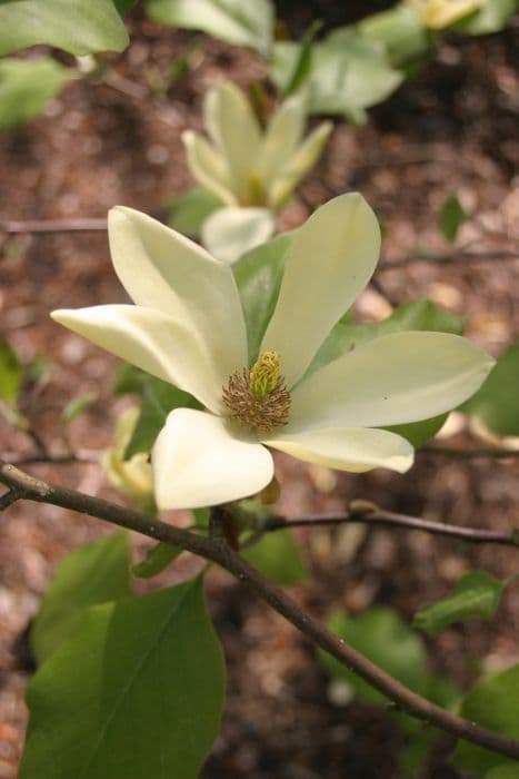 Magnolia 'Golden Gift'