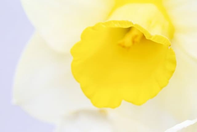 Daffodil 'Latchley Meadows'