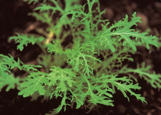 Mustard 'Golden Streaks'