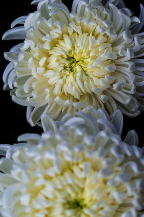 Chrysanthemum 'American Beauty White'
