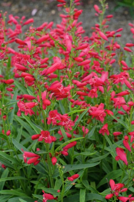 penstemon 'Red Riding Hood'