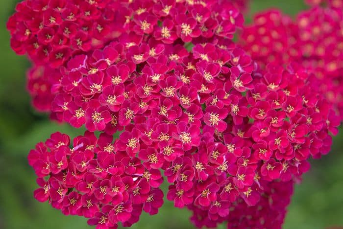 yarrow 'Pomegranate'