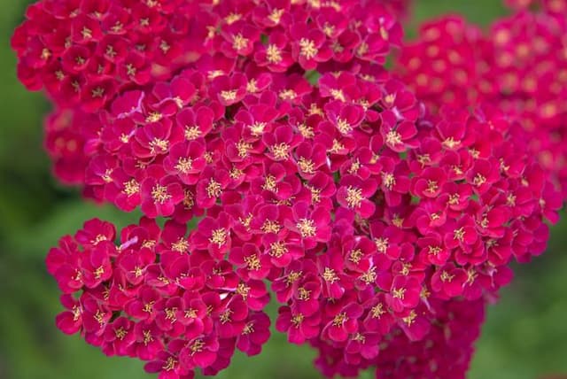 Yarrow 'Pomegranate'