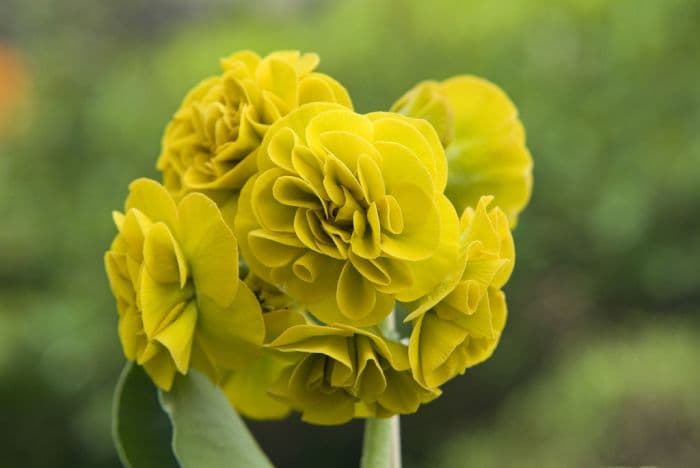 auricula 'Forest Sunlight'