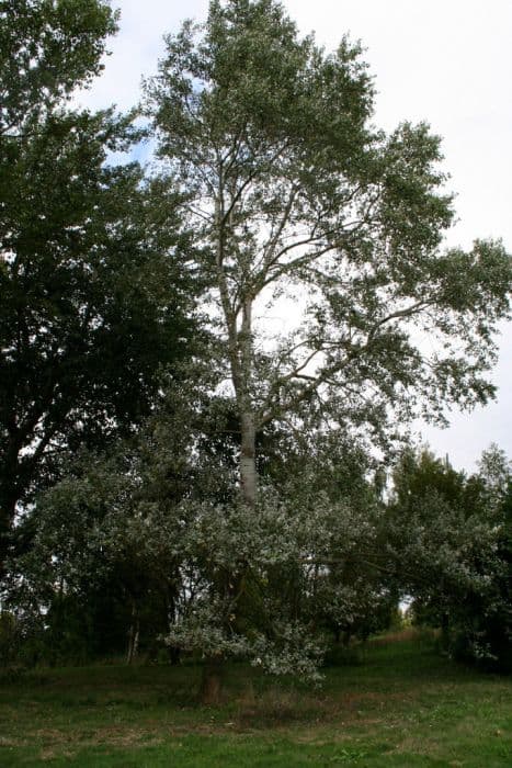 white poplar