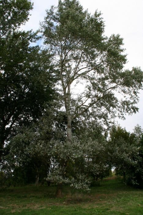 White poplar