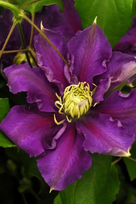 Clematis [Chevalier]