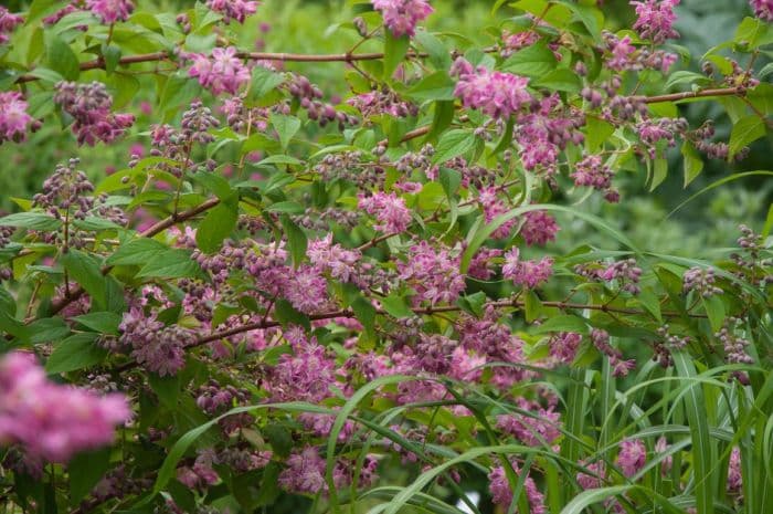 deutzia 'Strawberry Fields'