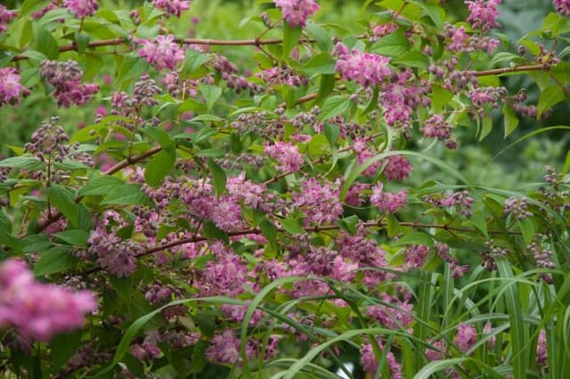 Deutzia 'Strawberry Fields'