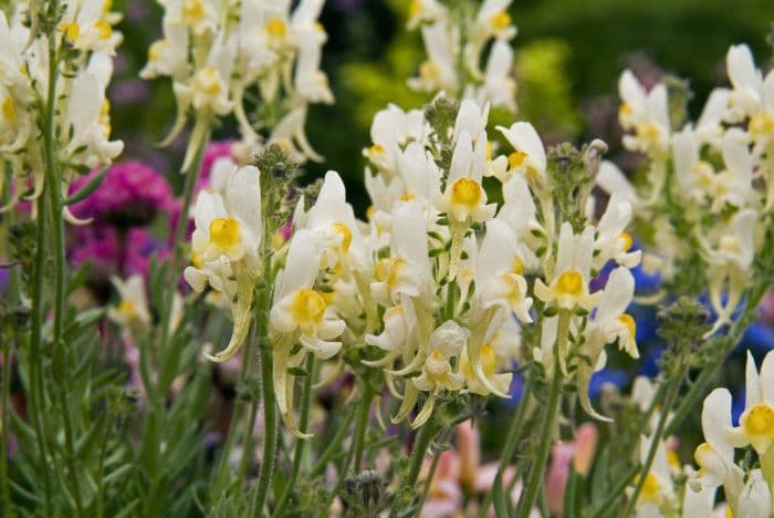 toadflax 'Neon Lights'