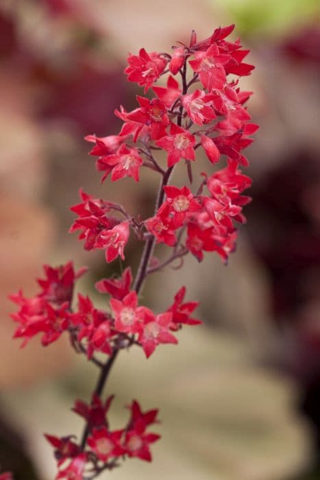 alum root 'Lipstick'