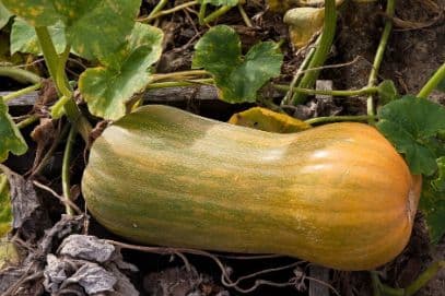 squash (butternut) 'Hunter'