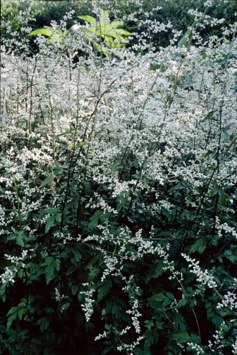 white mugwort Guizhou Group