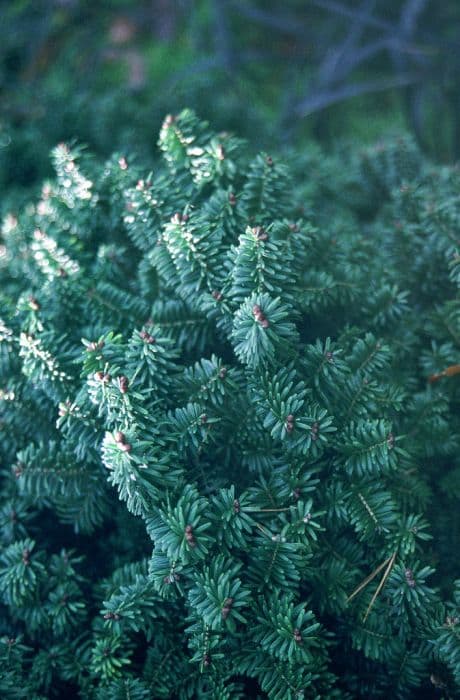 Hudson fir 'Hudsonia'